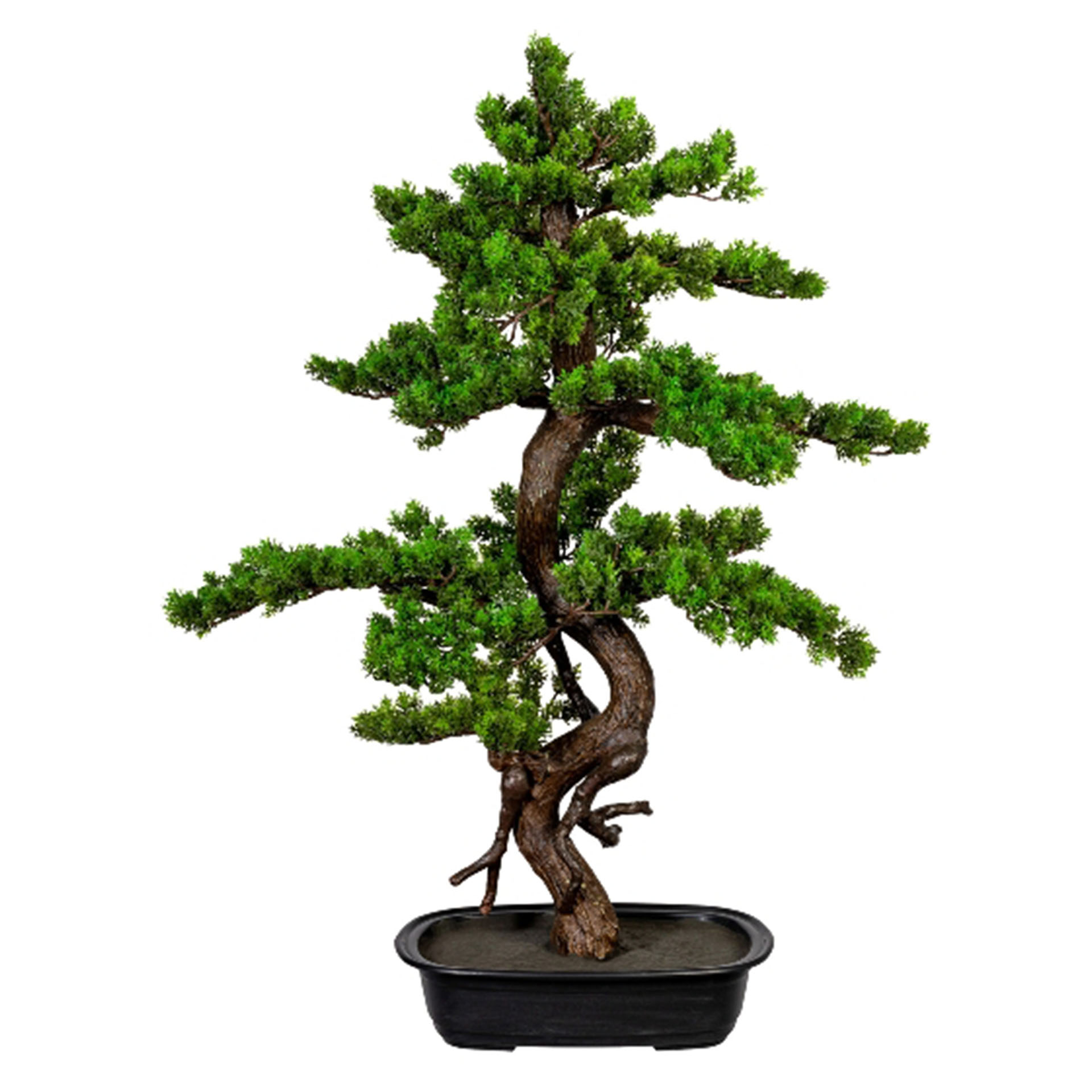 Pflanze, Pflanze im Topf, Baum, Bonsai, Pflanze, Pflanze im Topf, Baum, Konifer, Bonsai